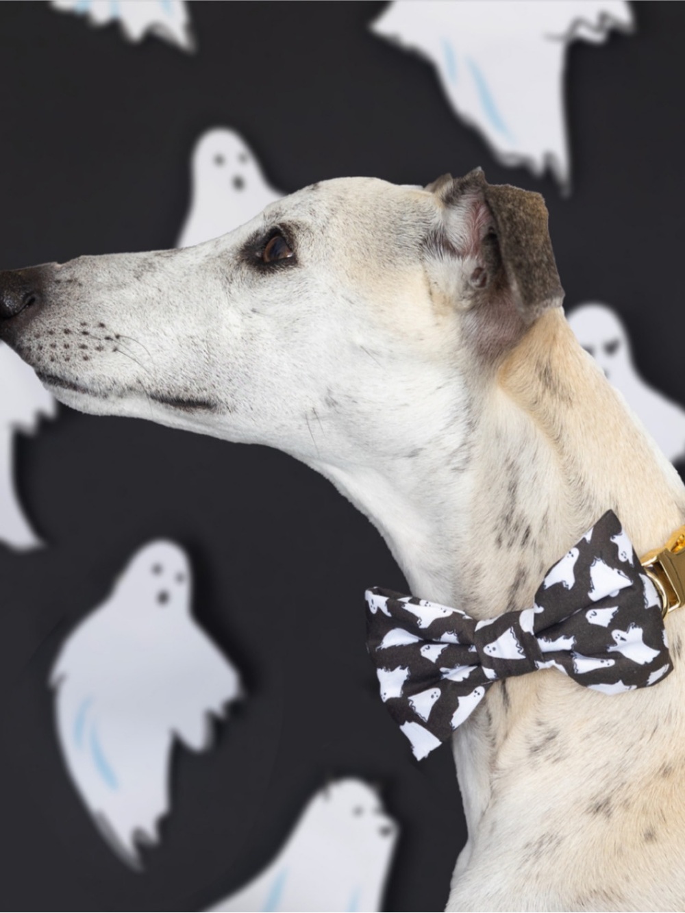The Foggy Dog Be My Boo Halloween Dog Bow Tie Collar